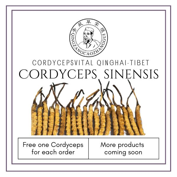 Cordyceps sinensis 5 pcs/g