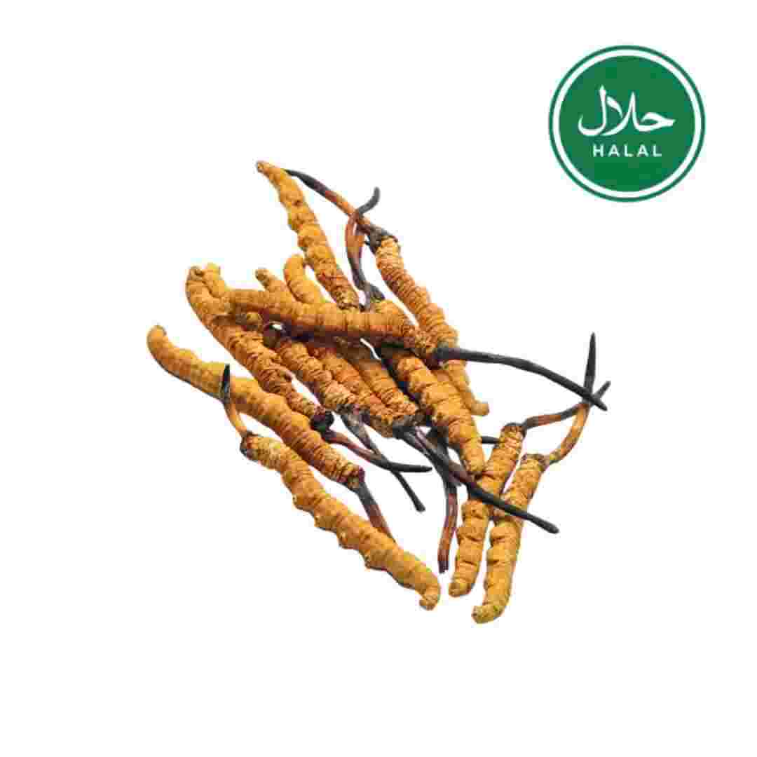 Tibetan Nagqu Cordyceps sinensis (3pcs/g 30pcs 10g)