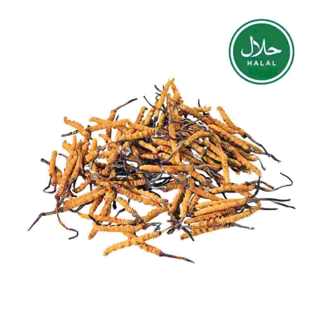 Tibetan Nagqu Cordyceps sinensis (5pcs/g 250pcs 50g)